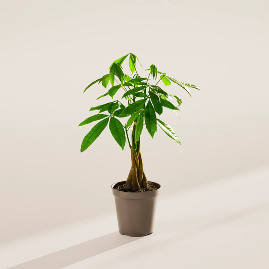 Money Tree